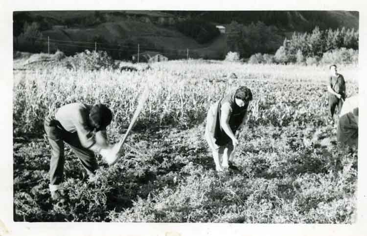 Image Name: 1788.jpg